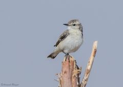 Saxicola macrorhynchus