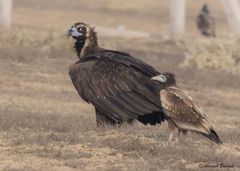 Neophron percnopterus