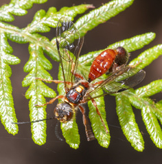 Tachynomyia abdominalis
