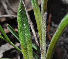 Senecio phelleus