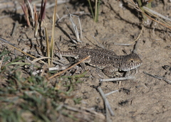 Phrynocephalus vlangalii