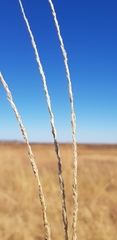 Eragrostis megalosperma