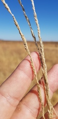 Eragrostis megalosperma