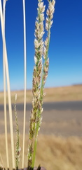 Eriochloa pseudoacrotricha