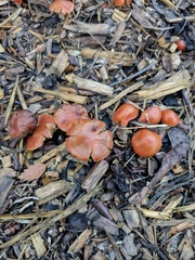 Leratiomyces ceres