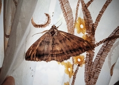 Lepidoptera