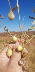 Solanum esuriale