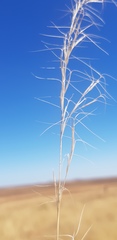 Aristida ramosa