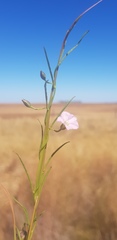 Convolvulus graminetinus