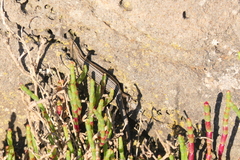 Pseudemoia pagenstecheri