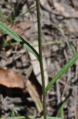 Senecio phelleus