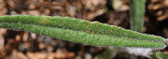 Senecio phelleus