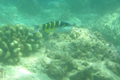 Thalassoma jansenii