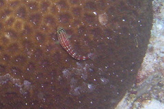 Helcogramma maldivensis