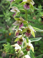 Epipactis