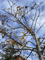 Acer skutchii