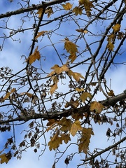Acer skutchii