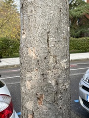 Acer skutchii