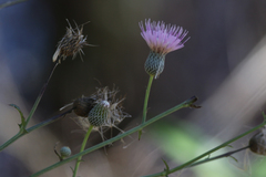 Cirsium nuttalii image