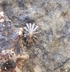 Siphonaria guamensis