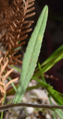 Senecio phelleus