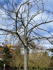 Acer skutchii