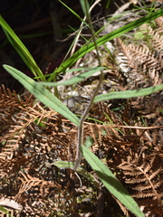 Senecio phelleus