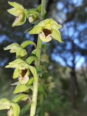 Epipactis