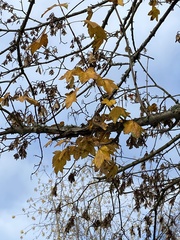 Acer skutchii