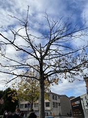 Acer skutchii