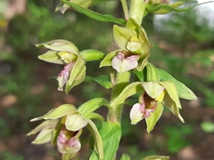 Epipactis