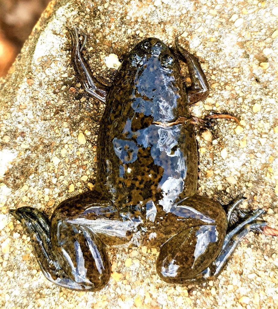 African Clawed Frog From Greystone Park Harare Zimbabwe On November