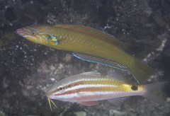 Pseudojuloides elongatus