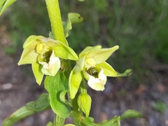Epipactis