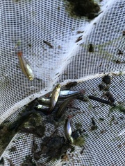 Rasbora borapetensis