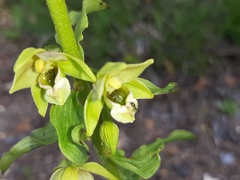 Epipactis