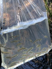 Rasbora borapetensis