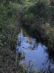 Rasbora borapetensis
