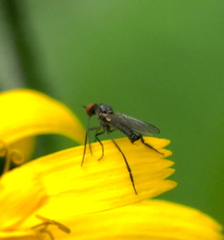 Empis tanysphyra