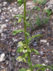Epipactis