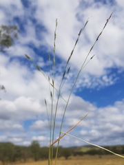 Digitaria porrecta
