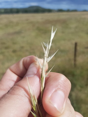 Rytidosperma tenuius