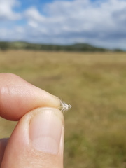 Rytidosperma tenuius