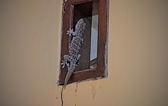 Gekko gecko