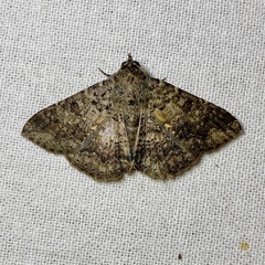 Eudesmeola lawsoni
