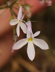 Lobelia hypsibata