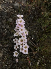 Leptospermum rotundifolium