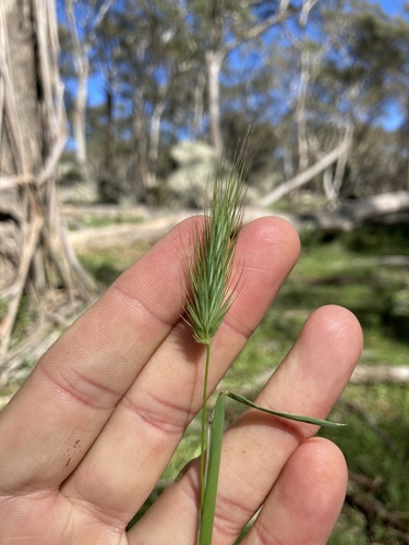 Echinopogon cheelii