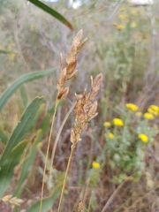 Eragrostis capensis