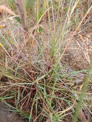 Eragrostis capensis